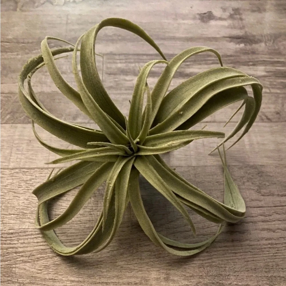 NEW POTTERY BARN Soft Mint Green Faux Air Plant Tillandsia Table Decor Display